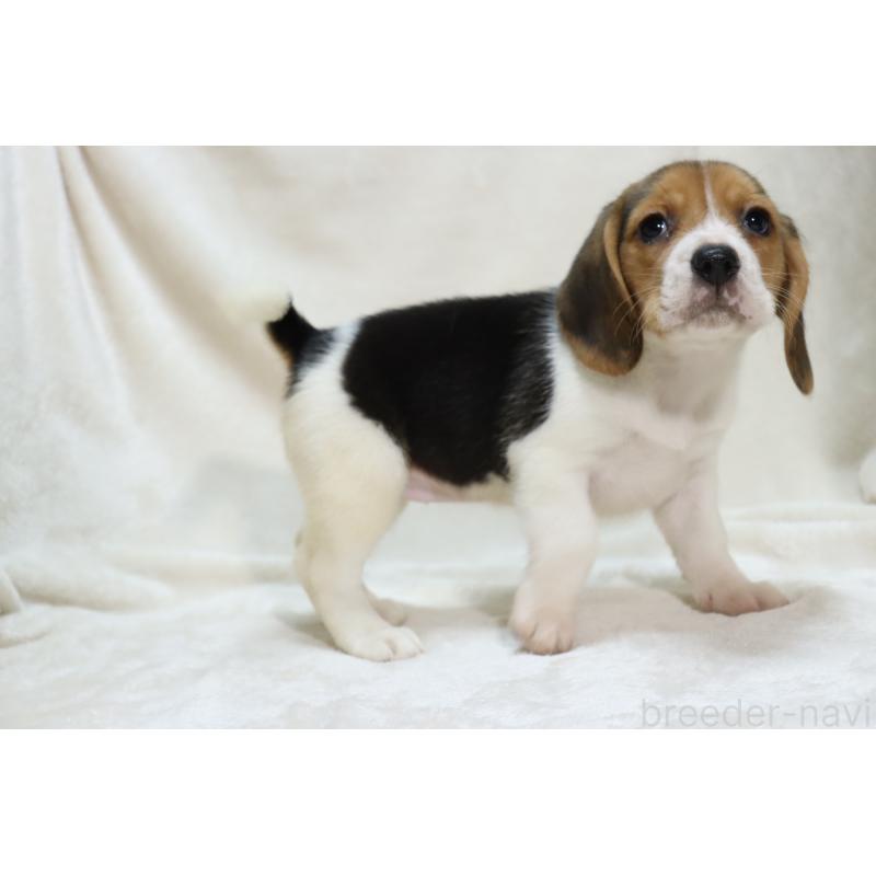 販売中の滋賀県のビーグル-423630の15枚目