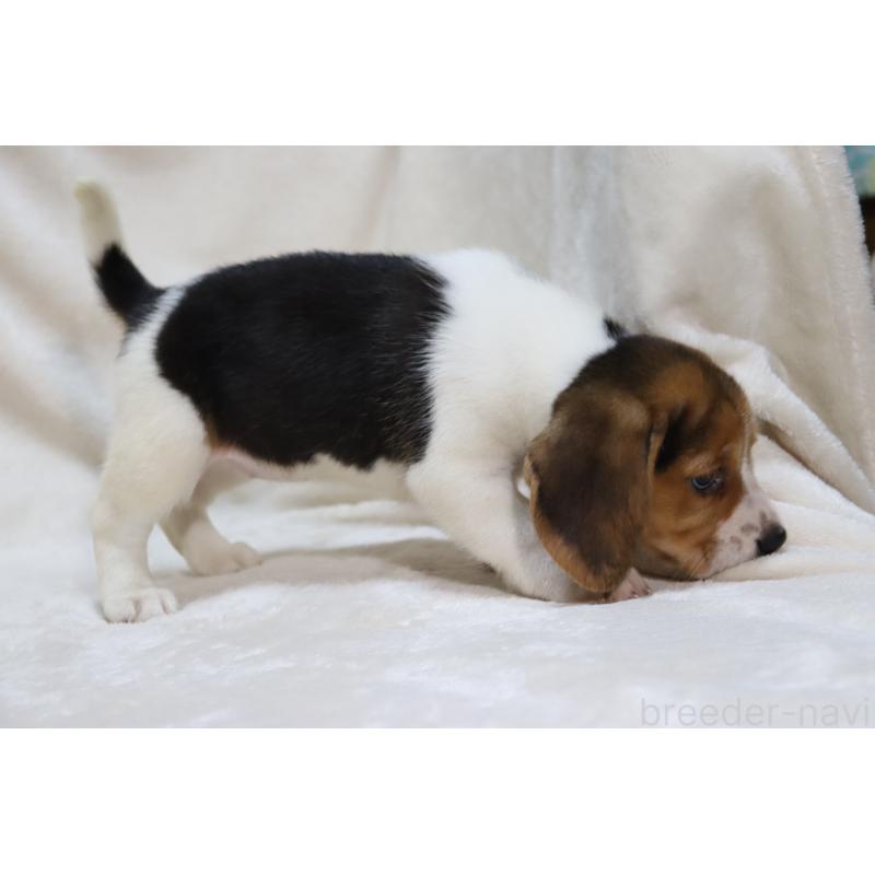 販売中の滋賀県のビーグル-423630の14枚目