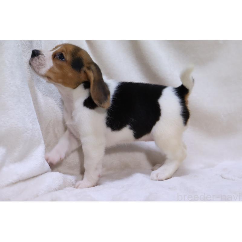 販売中の滋賀県のビーグル-423630の13枚目