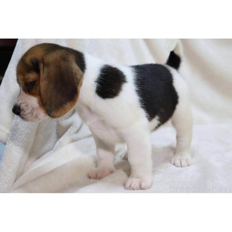 販売中の滋賀県のビーグル-423630の12枚目