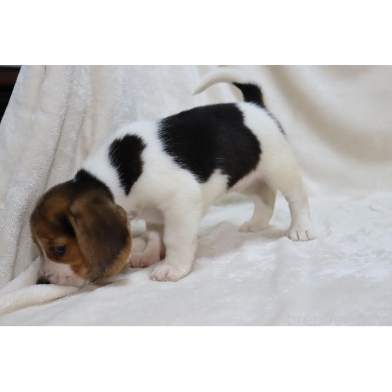 販売中の滋賀県のビーグル-423630の11枚目