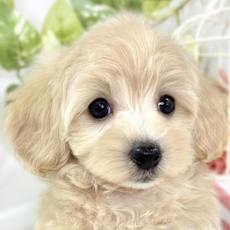 販売中ののマルプー:マルチーズ×トイプードル-426399