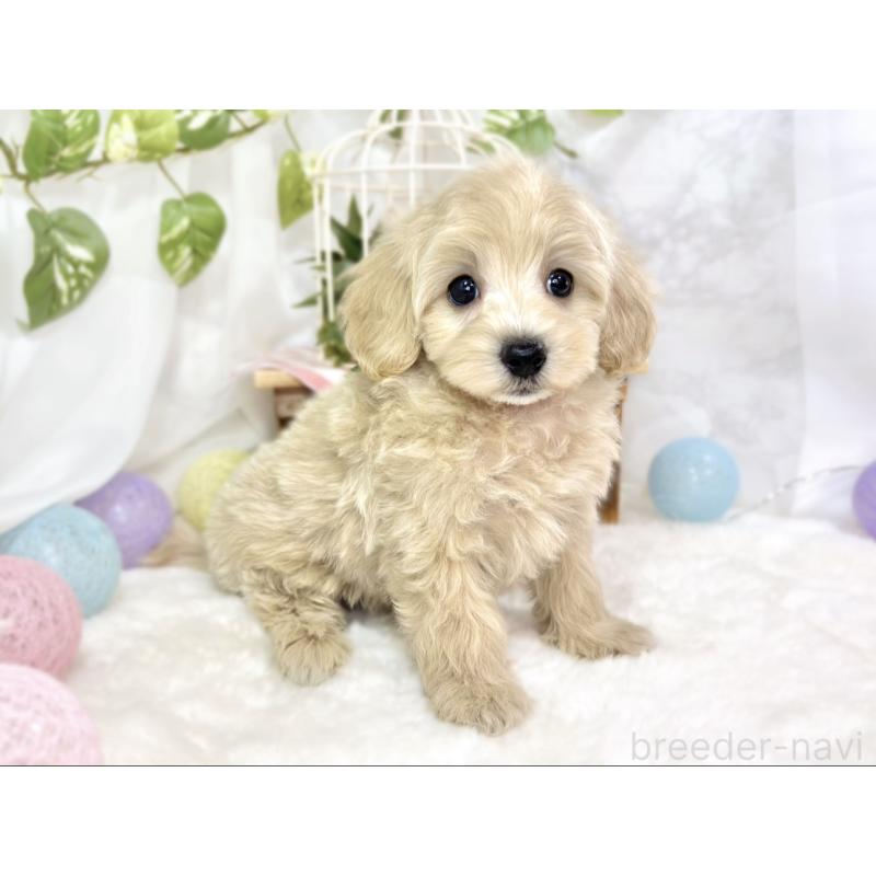 成約済の滋賀県のマルプー:マルチーズ×トイプードル-426399の3枚目