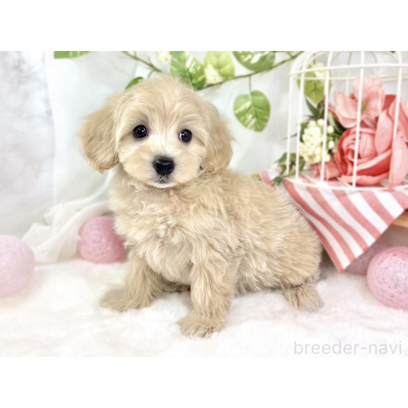 成約済の滋賀県のマルプー:マルチーズ×トイプードル-426399の2枚目