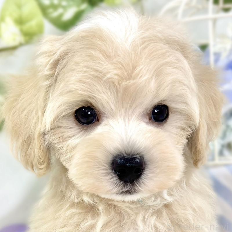 販売中の滋賀県のマルプー:マルチーズ×トイプードル-426403