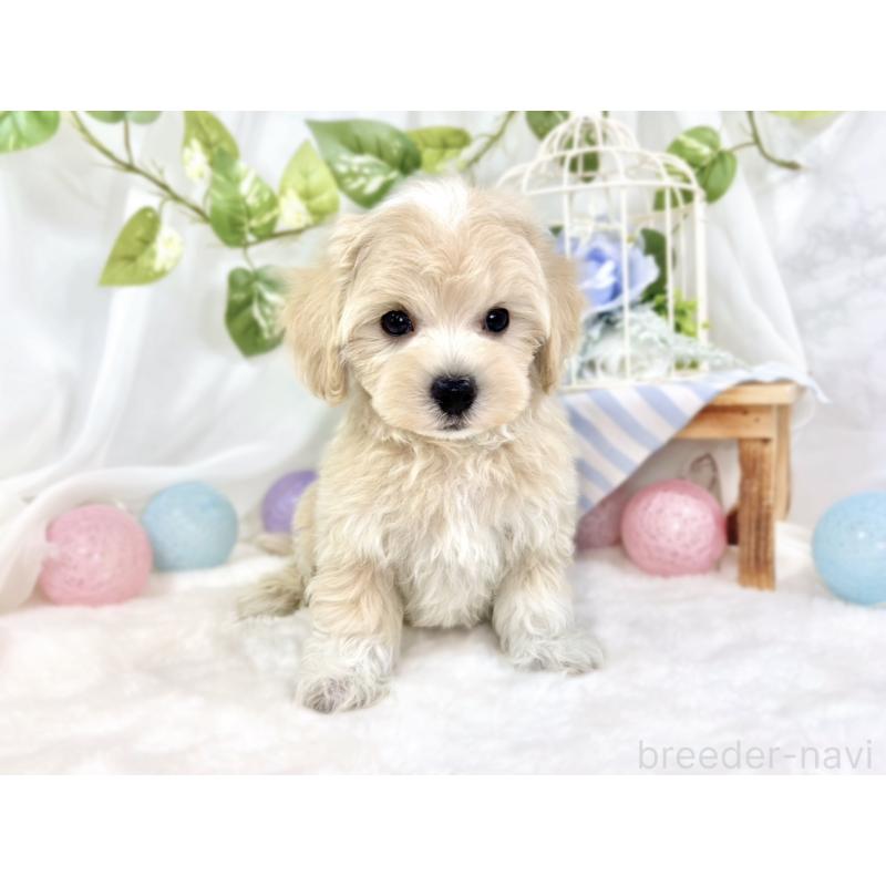 成約済の滋賀県のマルプー:マルチーズ×トイプードル-426403の4枚目