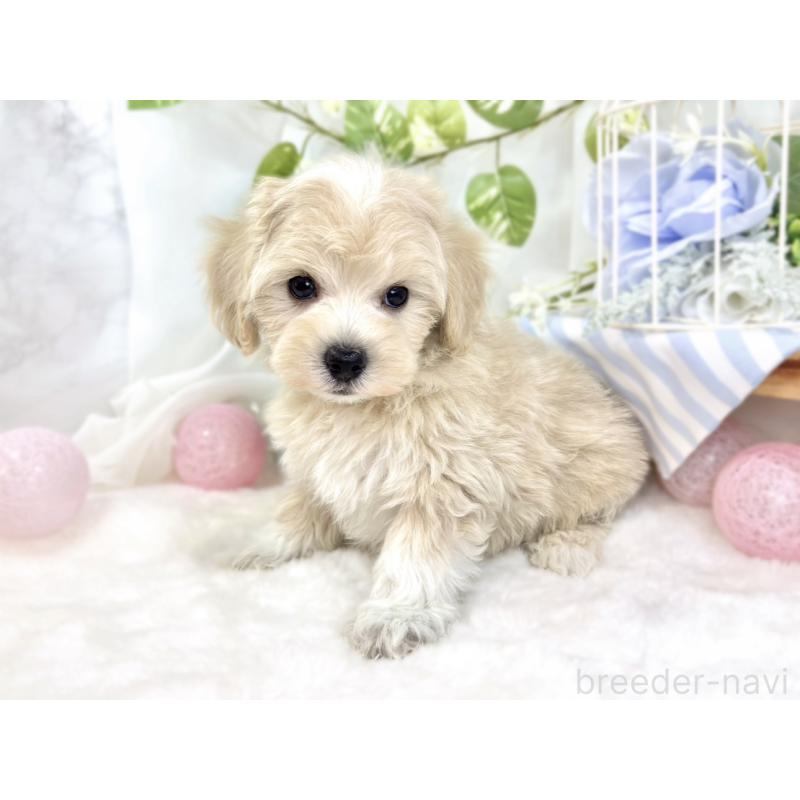 成約済の滋賀県のマルプー:マルチーズ×トイプードル-426403の3枚目