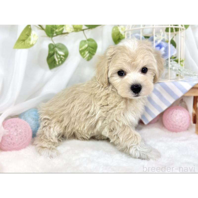 成約済の滋賀県のマルプー:マルチーズ×トイプードル-426403の2枚目