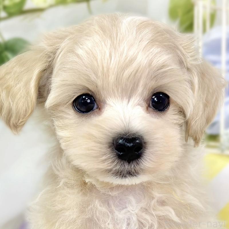 販売中の滋賀県のマルプー:マルチーズ×トイプードル-426404