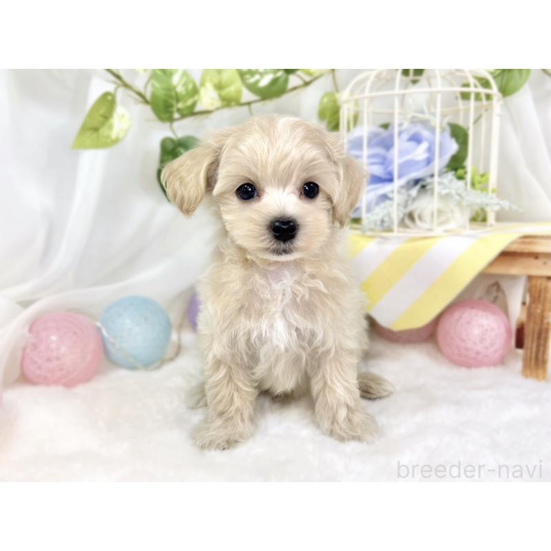 成約済の滋賀県のマルプー:マルチーズ×トイプードル-426404の4枚目