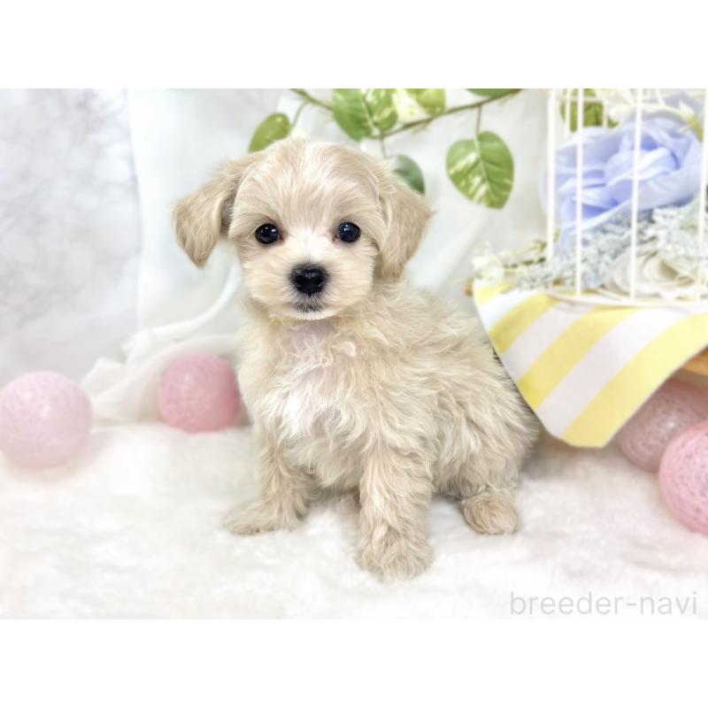 成約済の滋賀県のマルプー:マルチーズ×トイプードル-426404の3枚目