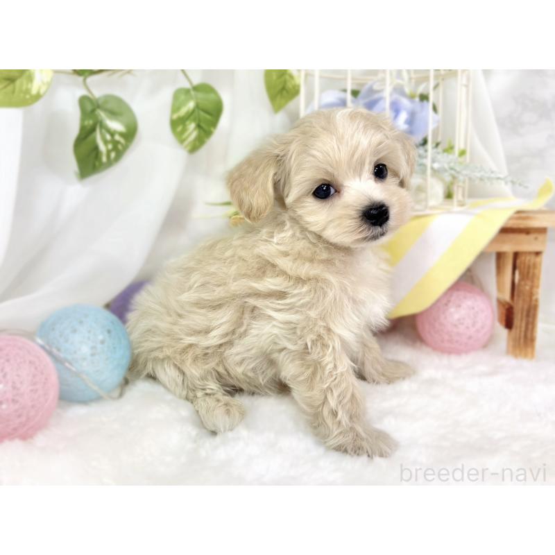 成約済の滋賀県のマルプー:マルチーズ×トイプードル-426404の2枚目