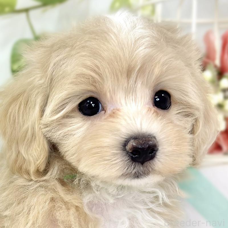 販売中の滋賀県のマルプー:マルチーズ×トイプードル-426406