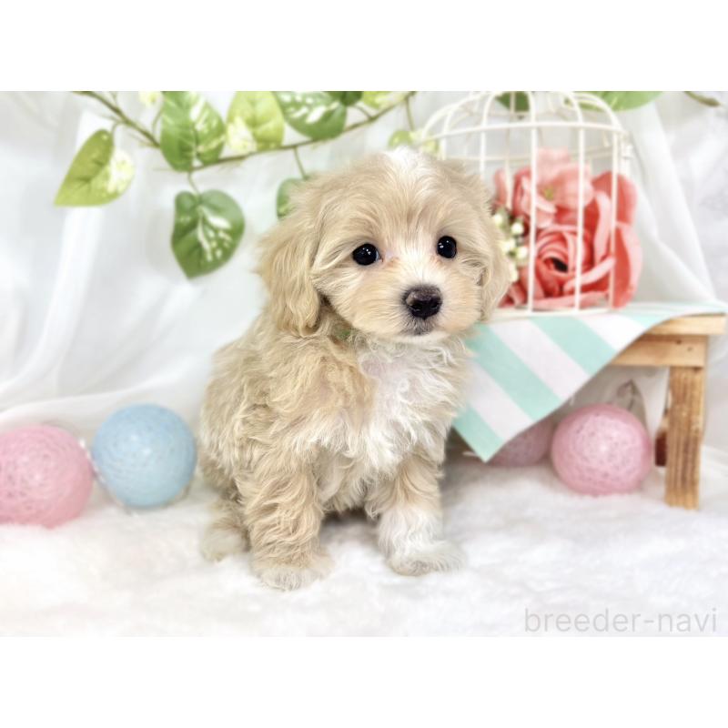 成約済の滋賀県のマルプー:マルチーズ×トイプードル-426406の4枚目