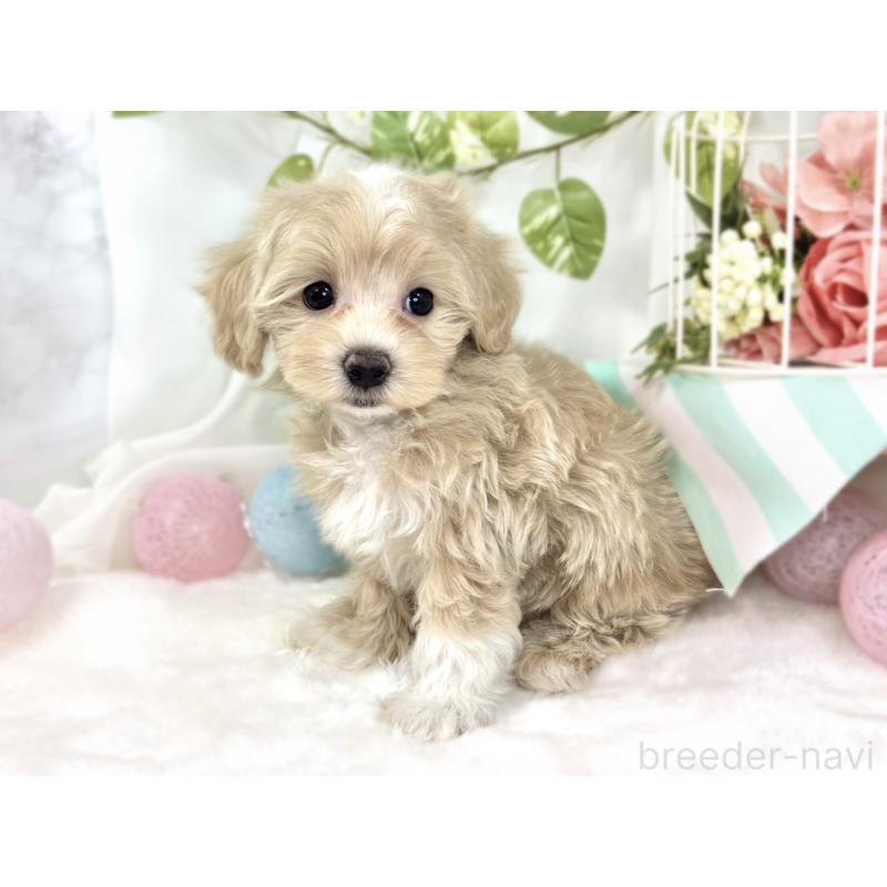 成約済の滋賀県のマルプー:マルチーズ×トイプードル-426406の3枚目