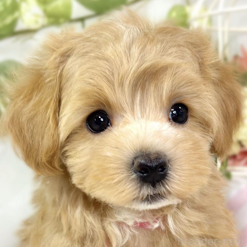 販売中の滋賀県のマルプー:マルチーズ×トイプードル-426407