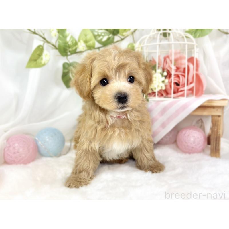 成約済の滋賀県のマルプー:マルチーズ×トイプードル-426407の4枚目