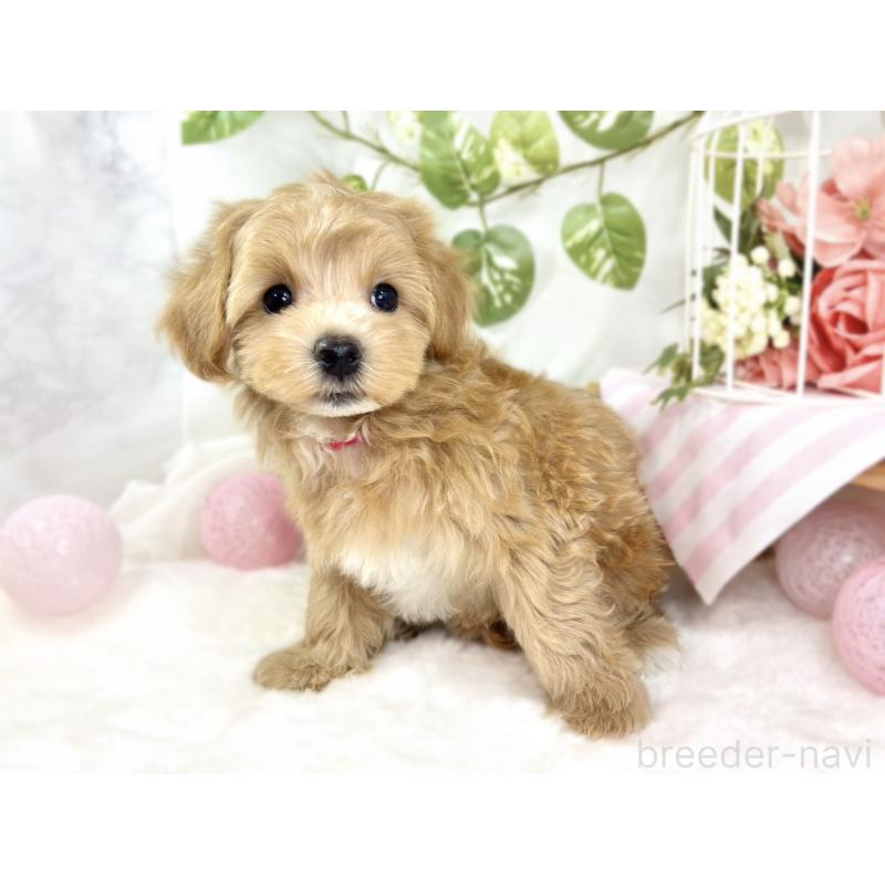 成約済の滋賀県のマルプー:マルチーズ×トイプードル-426407の3枚目