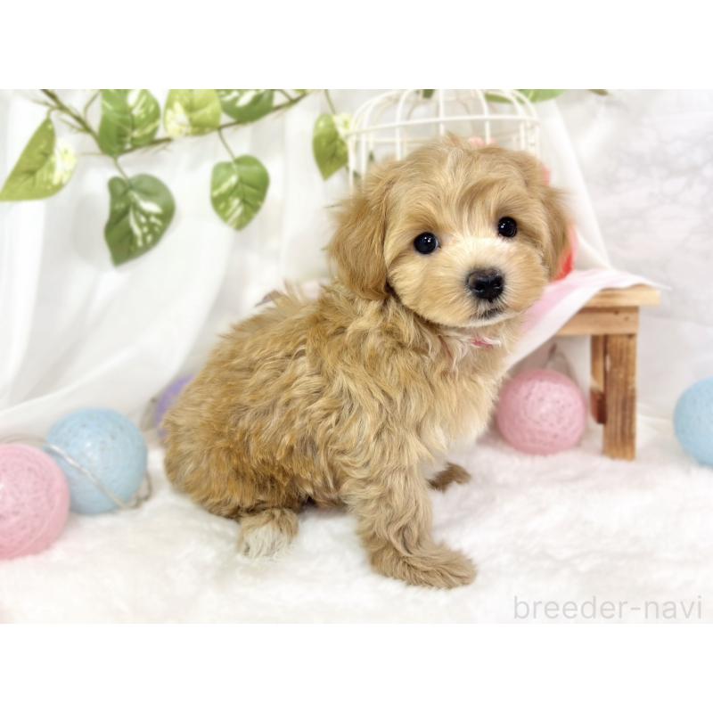 成約済の滋賀県のマルプー:マルチーズ×トイプードル-426407の2枚目