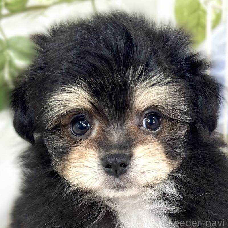 成約済の滋賀県のポメマル:ポメラニアン×マルチーズ-426410