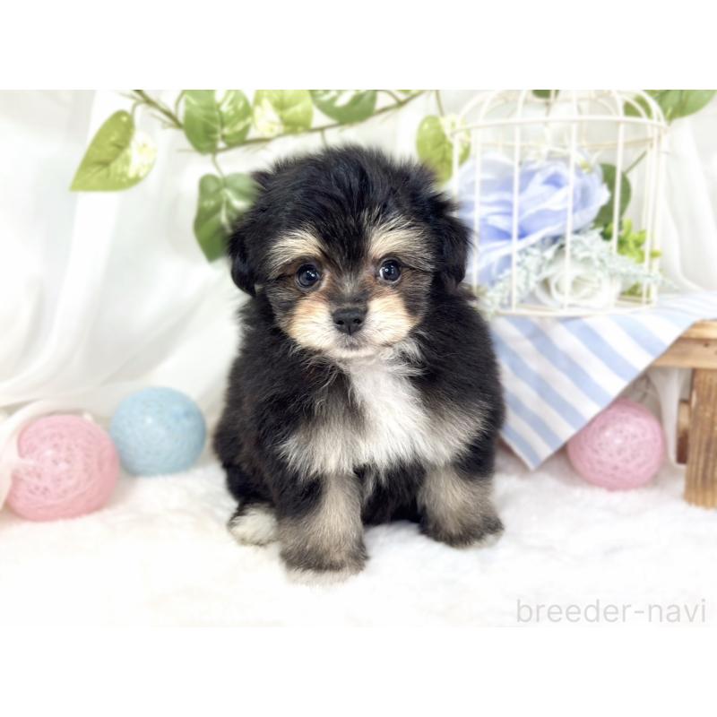 成約済の滋賀県のポメマル:ポメラニアン×マルチーズ-426410の4枚目