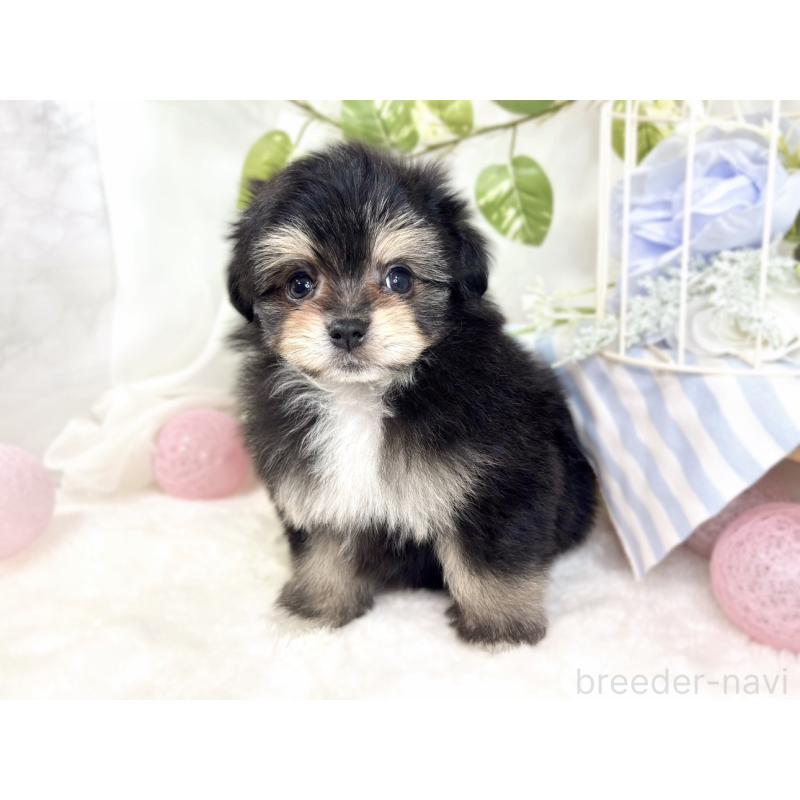 成約済の滋賀県のポメマル:ポメラニアン×マルチーズ-426410の3枚目