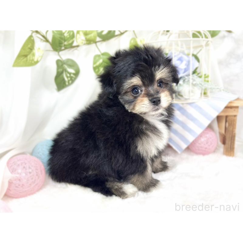 成約済の滋賀県のポメマル:ポメラニアン×マルチーズ-426410の2枚目