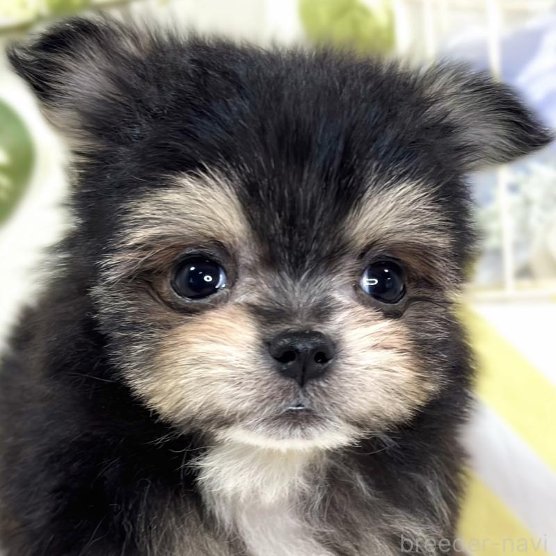 成約済の滋賀県のポメマル:ポメラニアン×マルチーズ-426412