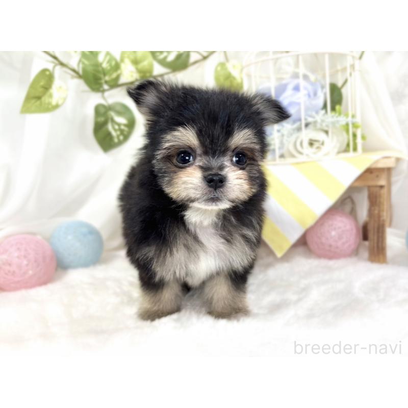 成約済の滋賀県のポメマル:ポメラニアン×マルチーズ-426412の4枚目