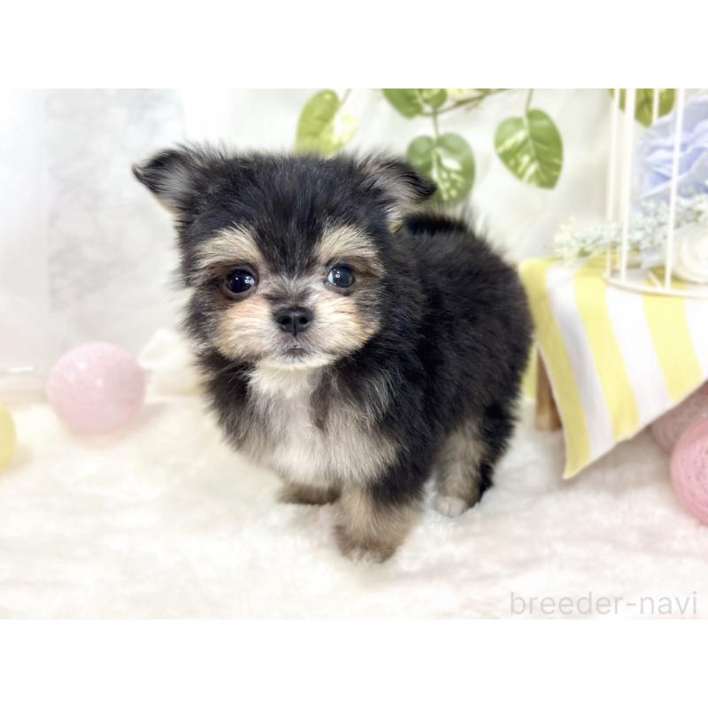 成約済の滋賀県のポメマル:ポメラニアン×マルチーズ-426412の3枚目