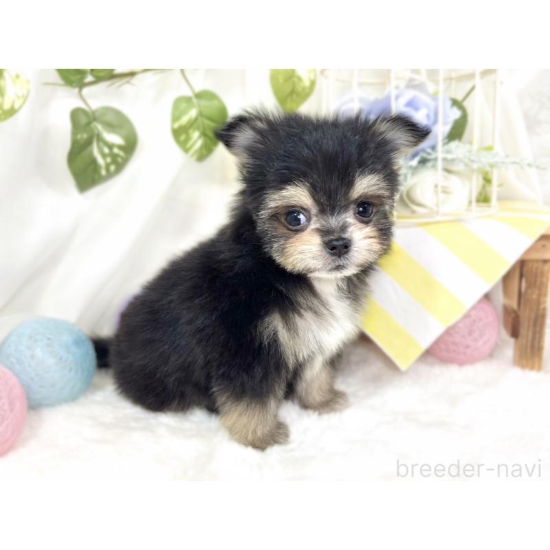 成約済の滋賀県のポメマル:ポメラニアン×マルチーズ-426412の2枚目