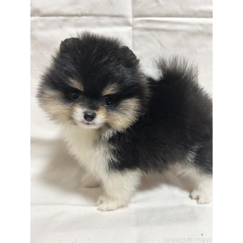 販売中の大阪府のポメラニアン-426456