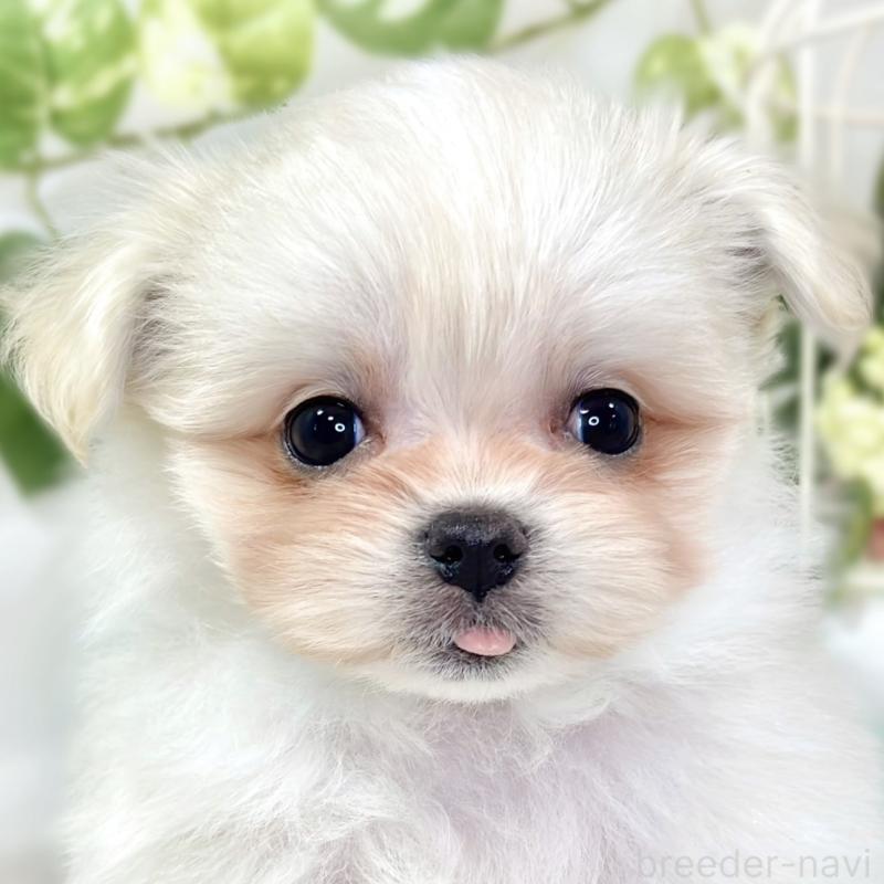 成約済の滋賀県のポメマル:ポメラニアン×マルチーズ-426414