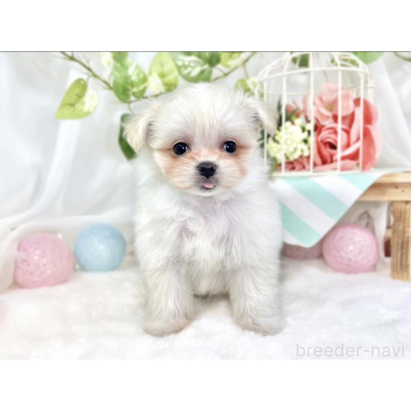 成約済の滋賀県のポメマル:ポメラニアン×マルチーズ-426414の4枚目