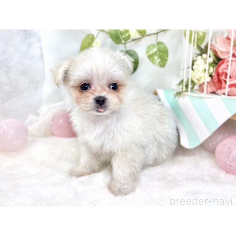 成約済の滋賀県のポメマル:ポメラニアン×マルチーズ-426414の3枚目