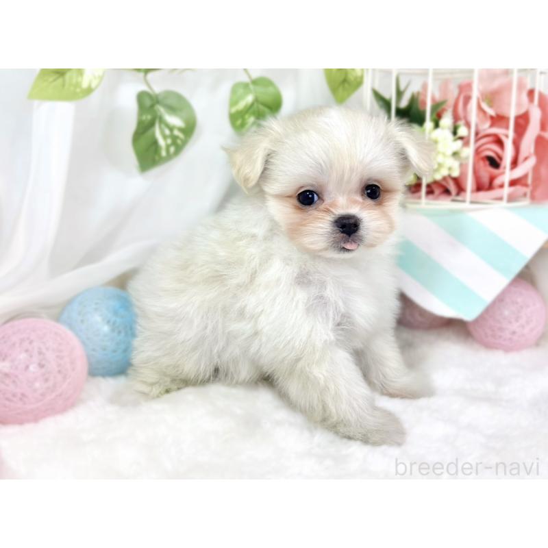 成約済の滋賀県のポメマル:ポメラニアン×マルチーズ-426414の2枚目