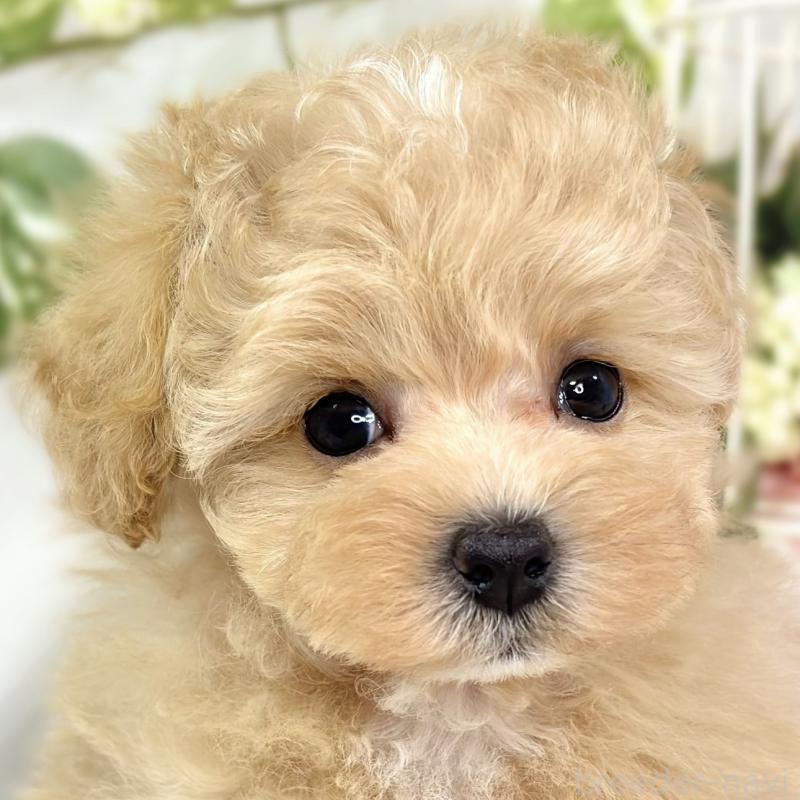 販売中ののマルプー:マルチーズ×トイプードル-426345