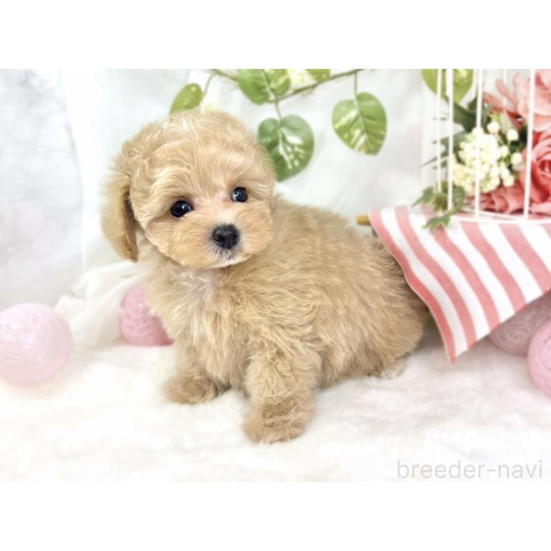 成約済の滋賀県のマルプー:マルチーズ×トイプードル-426345の2枚目