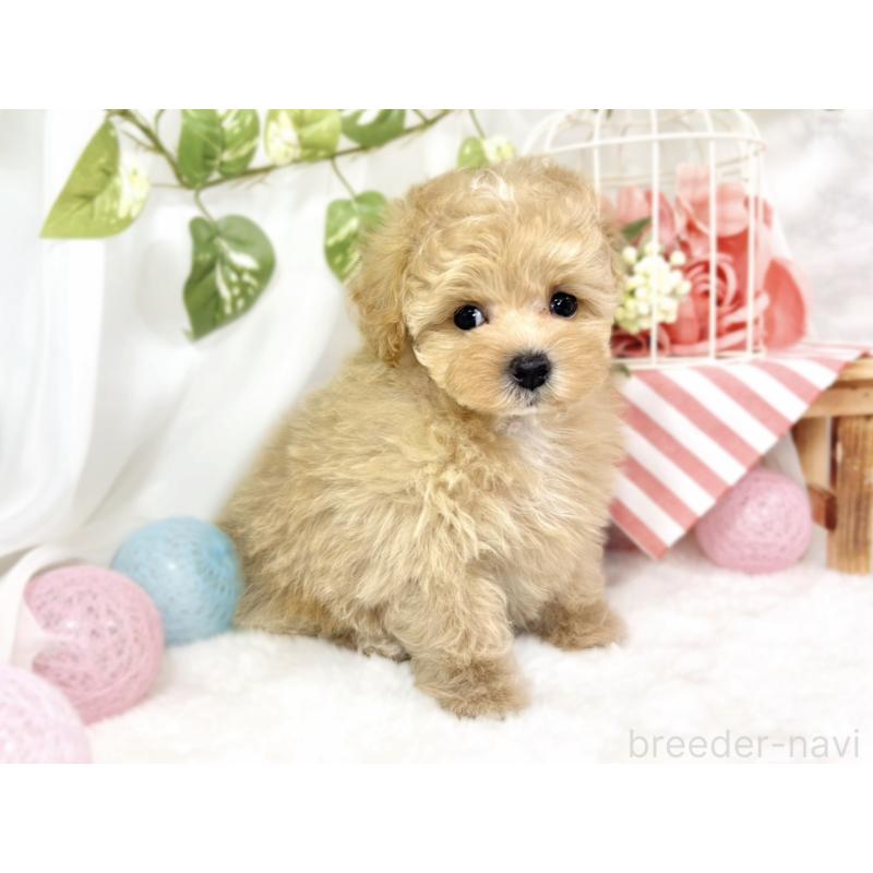 成約済の滋賀県のマルプー:マルチーズ×トイプードル-426345の3枚目