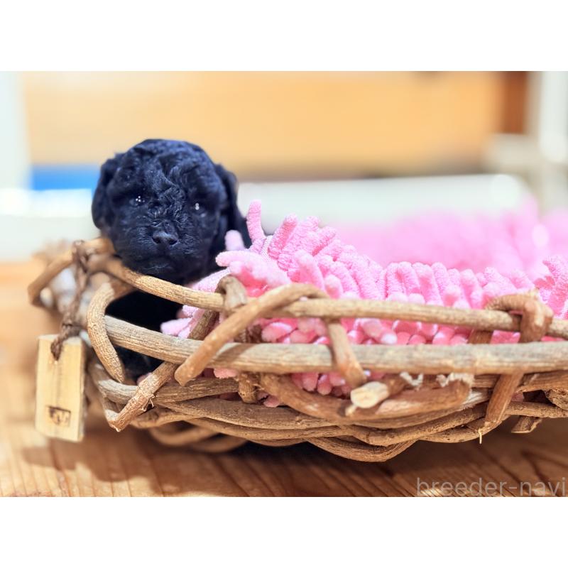 販売中の大阪府のトイプードル-422550の5枚目