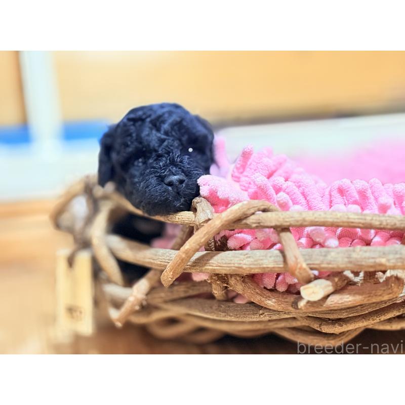 販売中の大阪府のトイプードル-422550の4枚目