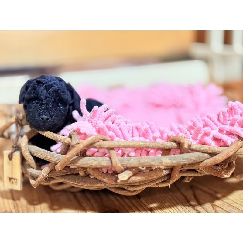 販売中の大阪府のトイプードル-422550の3枚目