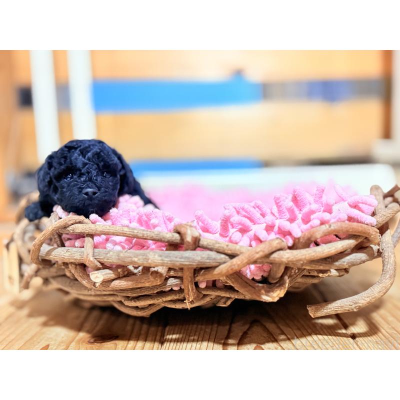 販売中の大阪府のトイプードル-422550の2枚目