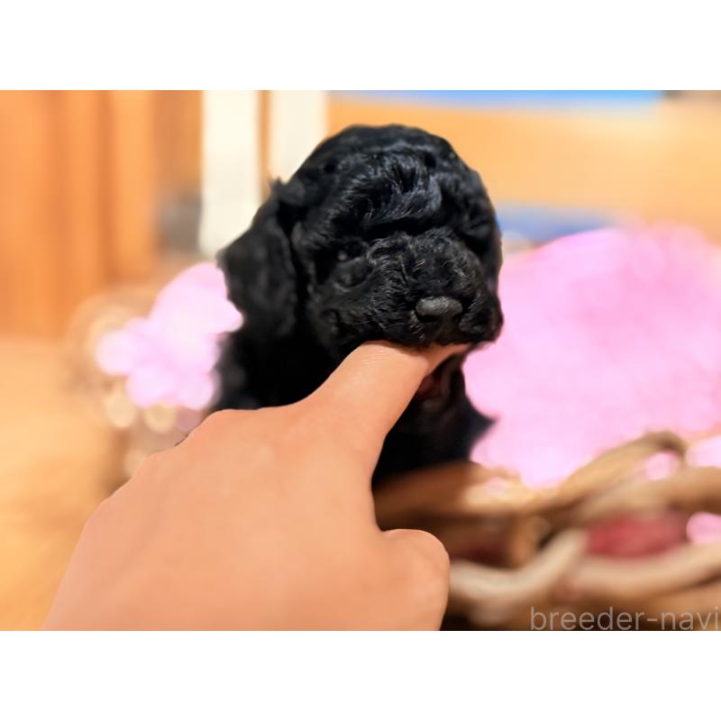 成約済の大阪府のトイプードル-422013の4枚目