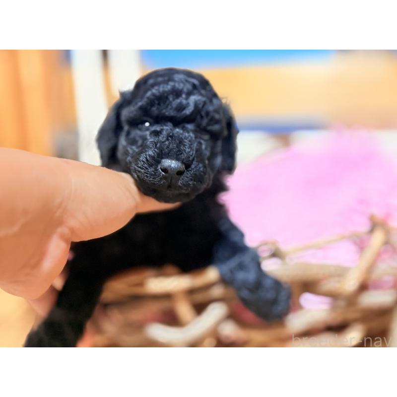 成約済の大阪府のトイプードル-422013の3枚目