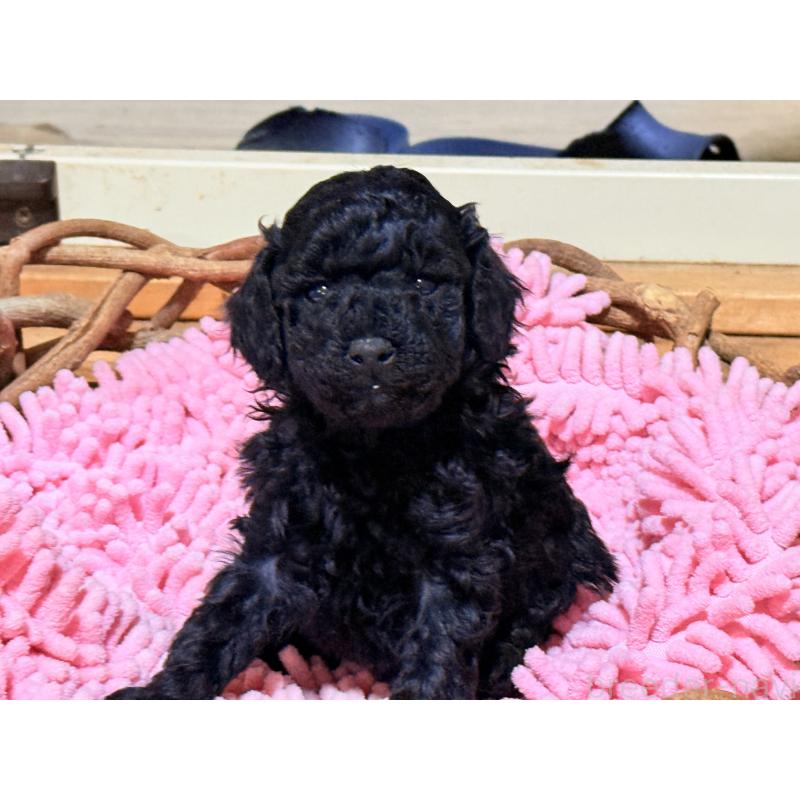 成約済の大阪府のトイプードル-422013の2枚目