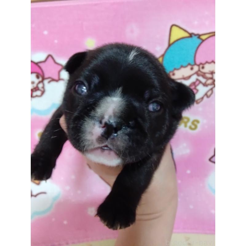 販売中の群馬県のフレンチブルドッグ-427636の5枚目