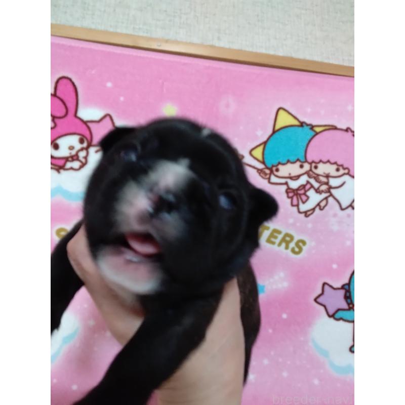 販売中の群馬県のフレンチブルドッグ-427636の4枚目