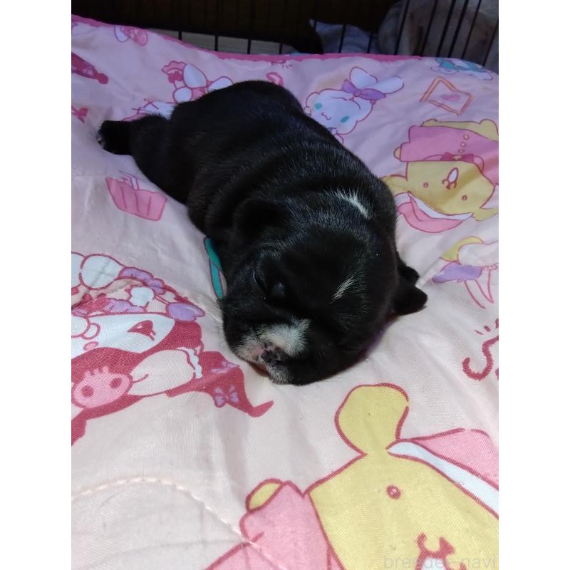 販売中の群馬県のフレンチブルドッグ-427636の3枚目