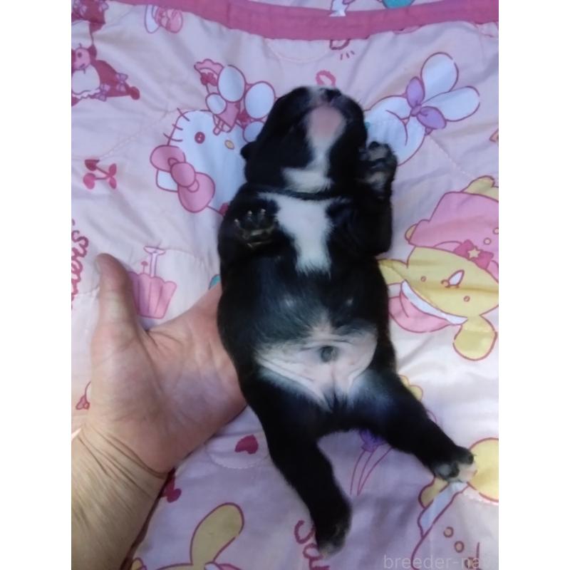 販売中の群馬県のフレンチブルドッグ-427636の2枚目